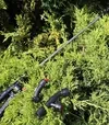 Ручний обприскувач GRUNTEK HS-12-3 (296002123) - 5