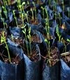 Рукав для рассады полиэтиленовый, 40 мкм, 120 мм, 500 м (190116) - 2
