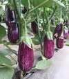 Семена баклажана CRX 50141 F1, п.е. 1 тыс семян (Cora Seeds) - 1