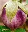 Насіння баклажану Б`янка Смуфаті ді Роса, 500 г (Hortus) - 2
