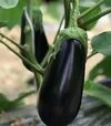 Семена баклажана Циклоп F1 (CRX 50170 F1), п.е. 1 тыс. семян (Cora Seeds) - 1