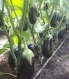 Семена баклажана Циклоп F1 (CRX 50170 F1), п.е. 1 тыс. семян (Cora Seeds) - 2