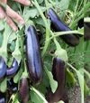 Семена баклажана Караман F1, п.е. 1 тыс. семян (Libra Seeds) - 2