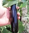 Семена баклажана Караман F1, п.е. 1 тыс. семян (Libra Seeds) - 3