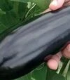 Семена баклажана Найт Леди F1, п.е. 1 тыс. семян (United Genetics) - 2