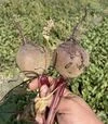 Насіння буряка Атлас F1, п.о. 25 тис.насінин (Spark Seeds) - 1