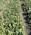 Насіння буряка Атлас F1, п.о. 25 тис.насінин (Spark Seeds) - 3
