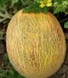 Семена дыни Ананас, 100 г (United Genetics) - 1