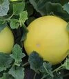 Семена дыни Шинары F1, п.е. 1 тыс. семян (Kitano Seeds) - 2
