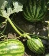 Насіння кавуна Кримсон Світ, 500 г (Innova Seeds) - 2