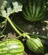 Насіння кавуна Кримсон Світ, 500 г (Innova Seeds) - 3