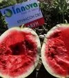 Насіння кавуна Кримсон Світ, 500 г (Innova Seeds) - 4