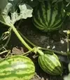 Насіння кавуна Кримсон Світ, 500 г (Innova Seeds) - 1