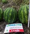 Насіння кавуна Авалон F1, п.о. 1000 насінин (Innova Seeds) - 5
