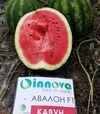 Насіння кавуна Авалон F1, п.о. 1000 насінин (Innova Seeds) - 6