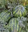 Семена арбуза Маракеш F1, п.е. 1000 семян (Ergon) - 2