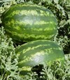 Семена арбуза ES 75127 F1, п.е. 500 семян (Ergon) - 2