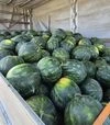 Семена арбуза Синфония F1, п.е. 500 семян (Sakata) - 3