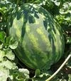 Семена арбуза Оранж Лакшери F1, п.е. 500 семян (Lark Seeds) - 5