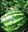 Семена арбуза Ау Продюсер, 500 г (United Genetics) - 2