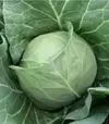 Насіння білоголової капусти Рітейл F1, п.о. 1 тис. насінин (Libra Seeds) - 1