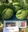 Семена белокочанной капусты Рапидион F1, п.е. 2500 семян (Seminis) - 2