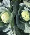 Насіння білоголової капусти Індіана F1, п.о. 2500 насінин (Spark Seeds) - 2