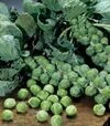 Насіння капусти броколі Бріліант, п.о. 2500 насінин (Hazera) - 2