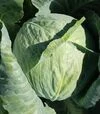 Насіння білоголової капусти Креатор F1, п.о. 2500 насінин (Syngenta) - 1