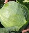 Насіння білоголової капусти Креатор F1, п.о. 2500 насінин (Syngenta) - 2