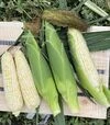 Насіння кукурудзи Айрон F1, п.о. 25 тис насінин (Spark Seeds) - 1
