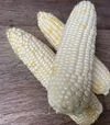 Насіння кукурудзи Айрон F1, п.о. 25 тис насінин (Spark Seeds) - 4