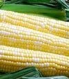 Насіння кукурудзи Дефендер F1, п.о. 25 тис насінин (Spark Seeds) - 2