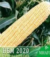Семена кукурузы НБМ 2020 F1, п.е. 100 тыс семян (МНОГОР) - 2