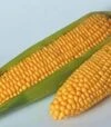 Семена кукурузы Тусон F1, п.е. 100 тыс семян (Syngenta) - 2
