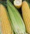 Насіння кукурудзи Нокаут F1, п.о. 2500 насінин (Spark Seeds) - 1