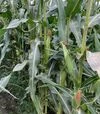 Насіння кукурудзи Нокаут F1, п.о. 2500 насінин (Spark Seeds) - 4