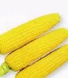 Семена кукурузы 1801 F1, п.е. 25 тыс семян (Spark Seeds) - 1
