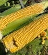 Семена кукурузы 1801 F1, п.е. 25 тыс семян (Spark Seeds) - 2