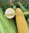Насіння кукурудзи Нокаут F1, п.о. 25 тис насінин (Spark Seeds) - 3