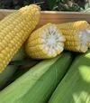 Семена кукурузы Рапид F1, п.е. 25 тыс семян (Spark Seeds) - 1