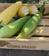 Семена кукурузы Рапид F1, п.е. 25 тыс семян (Spark Seeds) - 3