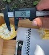 Семена кукурузы Рапид F1, п.е. 25 тыс семян (Spark Seeds) - 5
