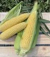 Насіння кукурудзи Світ Лакі F1, п.о. 2500 насінин (Spark Seeds) - 1