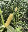 Насіння кукурудзи Світ Лакі F1, п.о. 2500 насінин (Spark Seeds) - 3