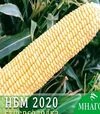 Семена кукурузы НБМ 2020 F1, п.е. 1 тыс. семян (МНОГОР) - 2