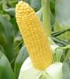 Насіння кукурудзи Баха F1, п.о. 5 тис.насінин (May Seeds) - 2