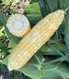 Семена кукурузы Казино F1, п.е. 2500 семян (Spark Seeds) - 2