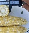 Семена кукурузы Казино F1, п.е. 2500 семян (Spark Seeds) - 4