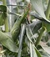 Семена кукурузы Казино F1, п.е. 2500 семян (Spark Seeds) - 5
